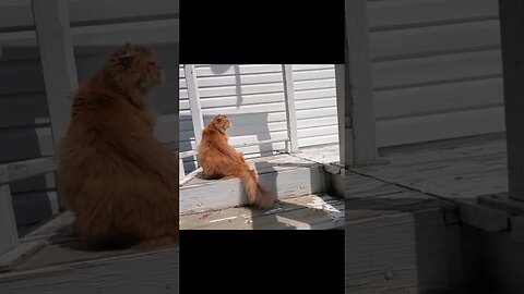 🐱🥰#kitty Leo got caught. LOL 🥰😽🐱