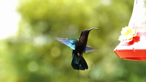 eulampis jugularis humming birds feeding in Balata garden Martinique Purple-throated carib