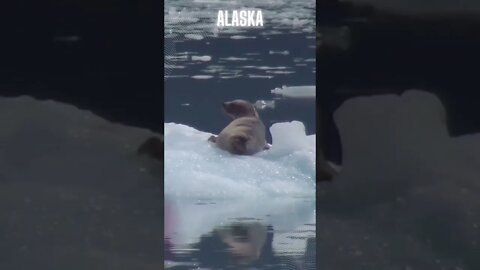 ALASKA #shorts