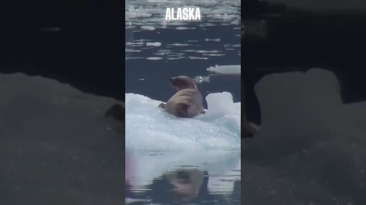 ALASKA #shorts