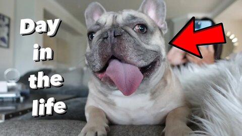 Day in the Life of a $5,000 French Bulldog