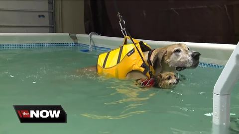 K-9 aquatics helps dogs with low impact exercise