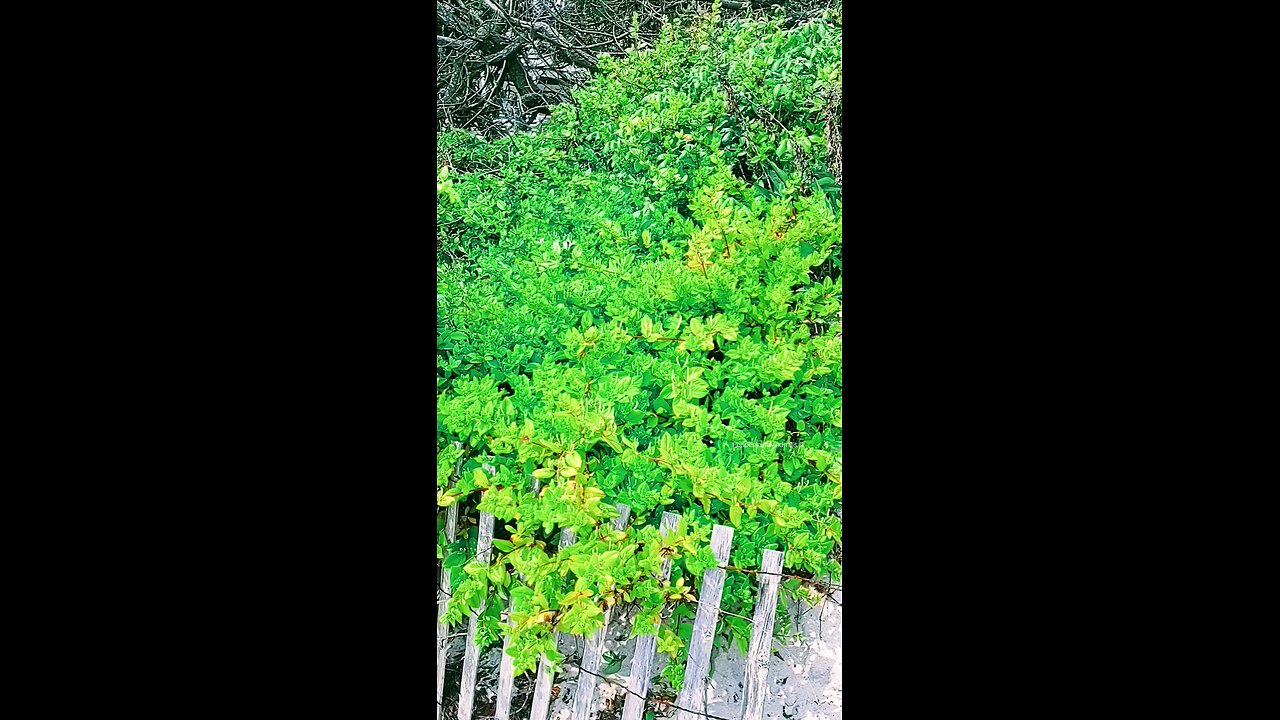 ~Green 💚 Beach Nature 🍃