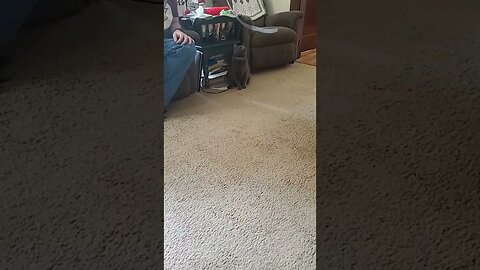 nephew and the cat
