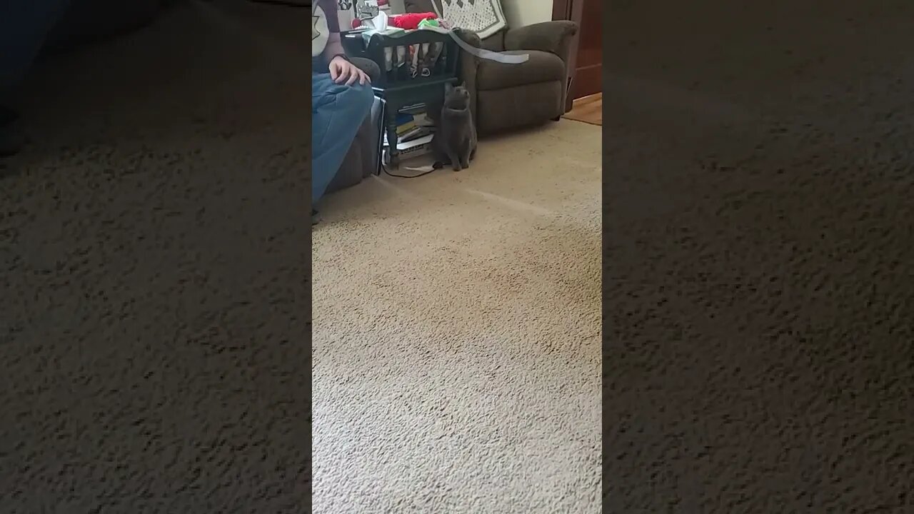 nephew and the cat