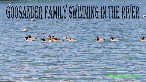 Goosander family swimming in the river / Video with beautiful music.