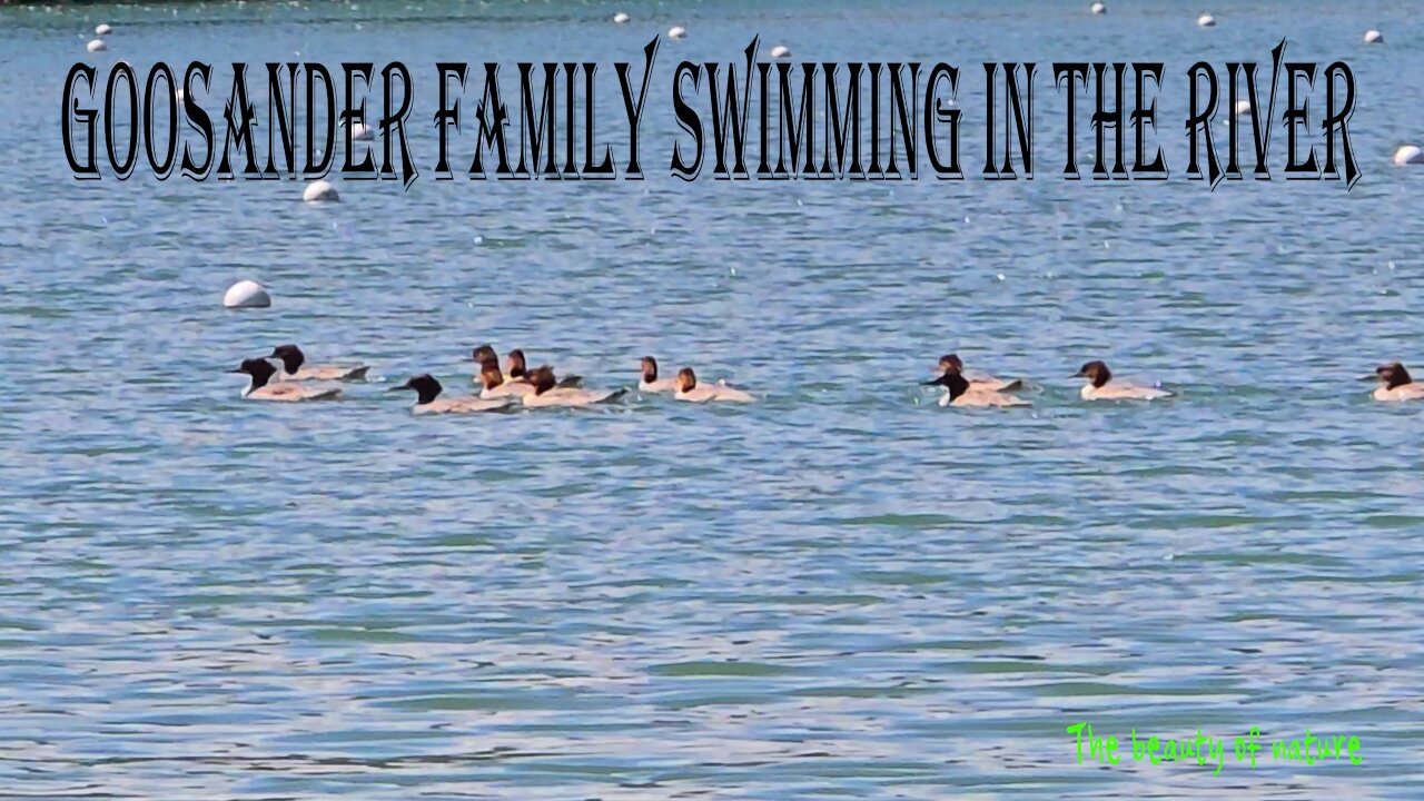 Goosander family swimming in the river / Video with beautiful music.