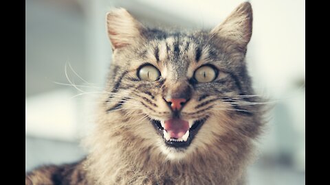they killed the cat🤢😢😢😢