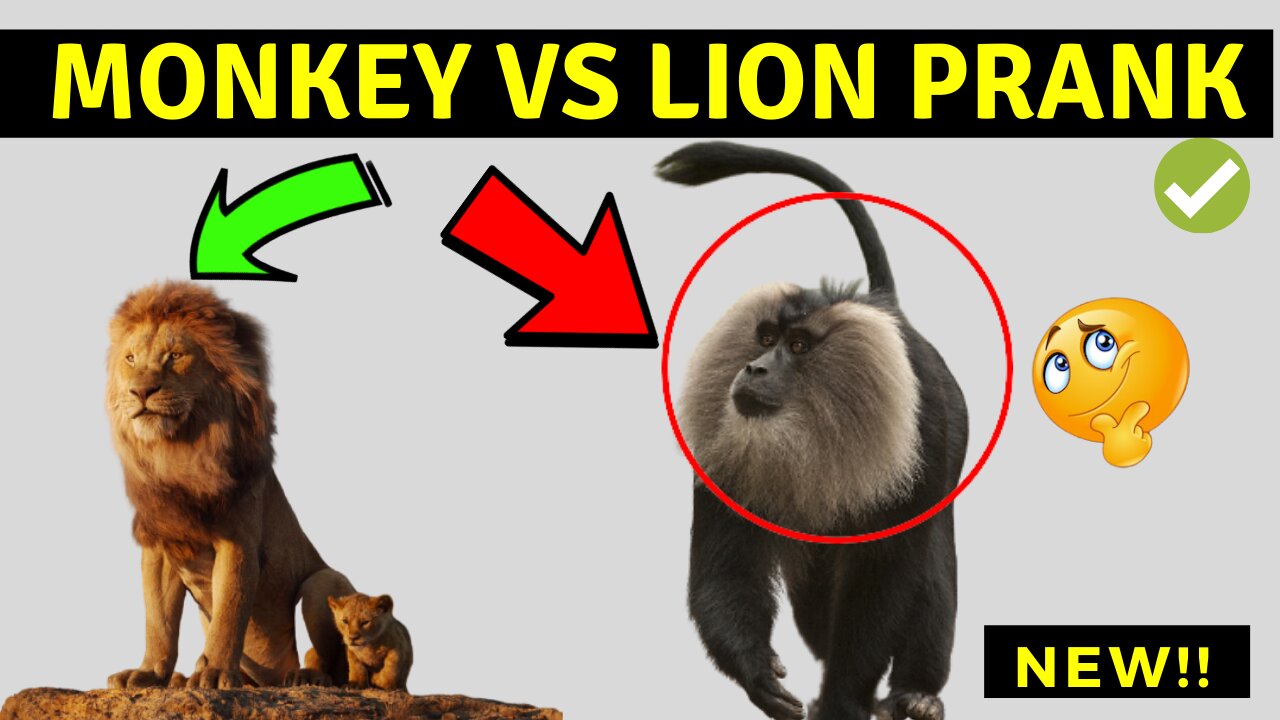 Fake Snake Vs Monkeys and Big Fake Lion Dog Prank Must Watch