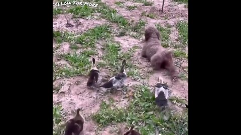 Explain to the dog that it has four legs and why it is walking like this🤣 trending video