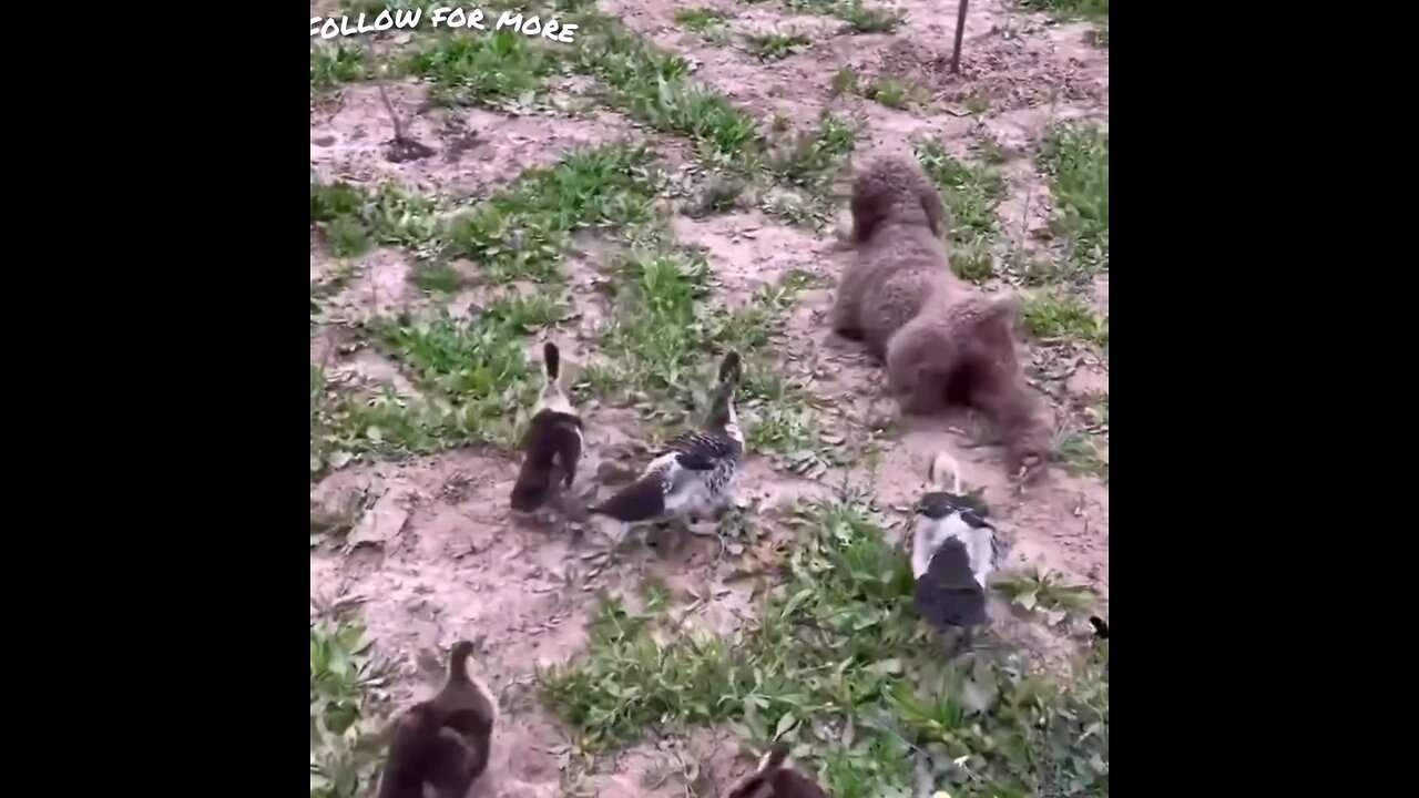 Explain to the dog that it has four legs and why it is walking like this🤣 trending video