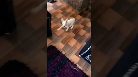 Emotional moment Puppy Couldn't Contain it's Joy moment Owner returns home from trip #shorts #puppy