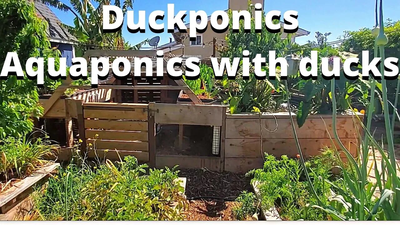 DUCKPONICS system- aquaponic system using ducks as well as fish