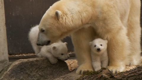 Baby Polar Bear Cubs