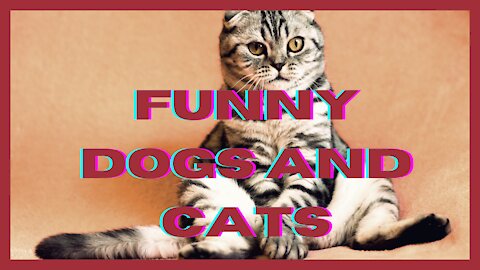Funny and Cute Cat's Life 👯😺 Cats and Owners are the best friends