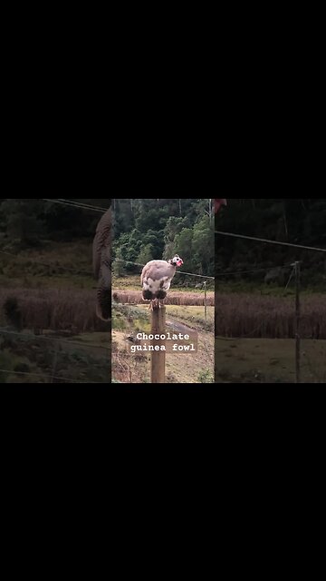 Free range chocolate guinea fowl
