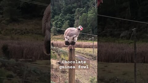 Free range chocolate guinea fowl