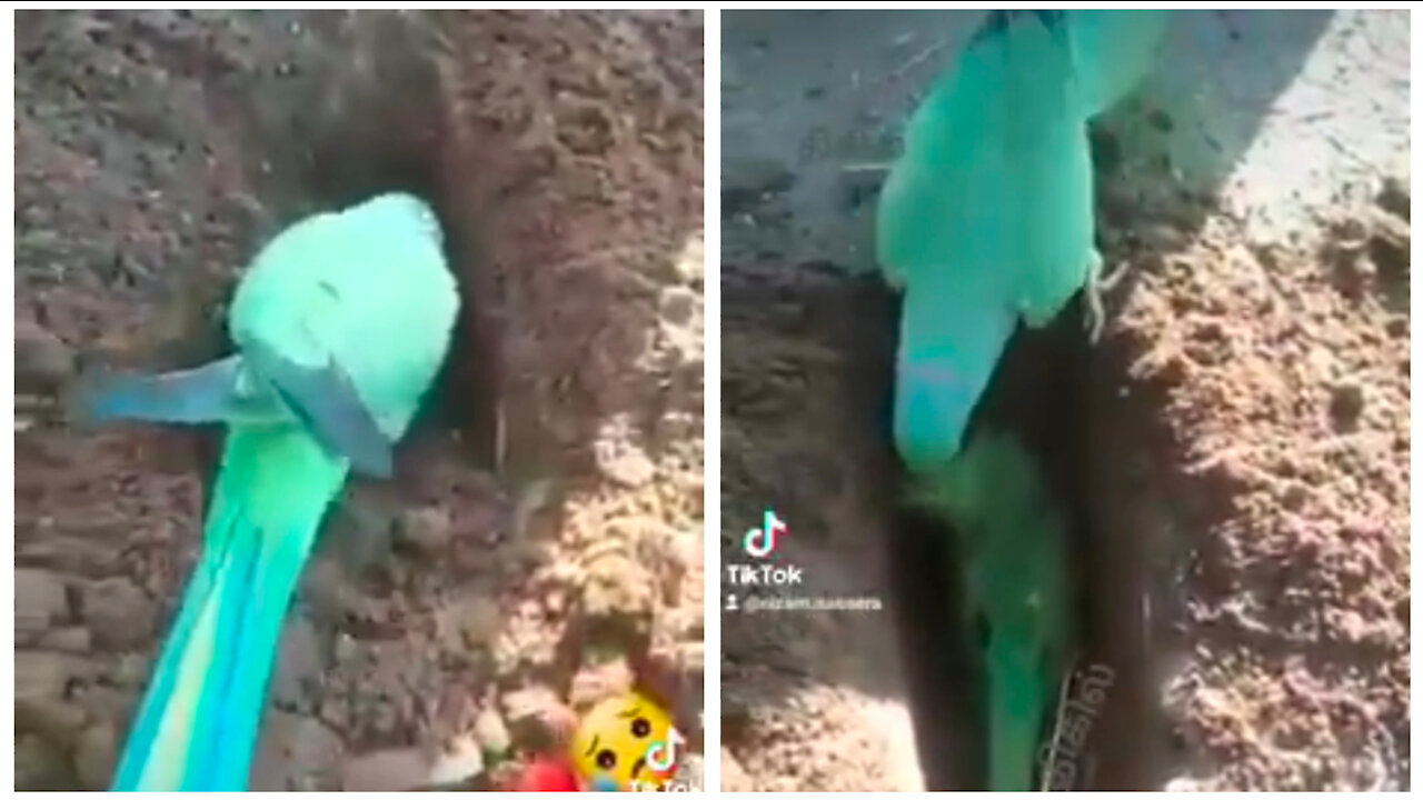 This is heartbroken story of parrot