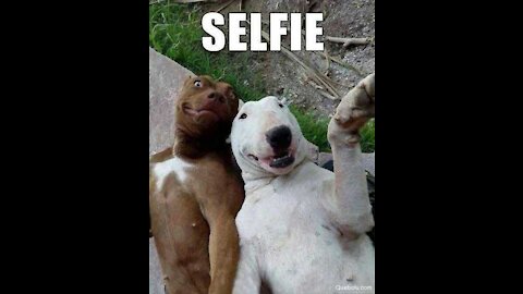 Most funniest dogs in the world 3