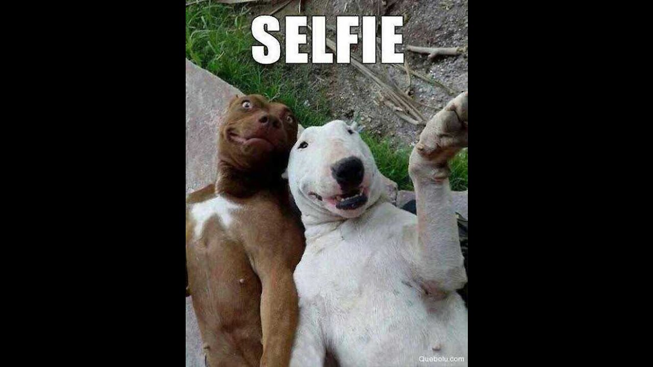 Most funniest dogs in the world 3