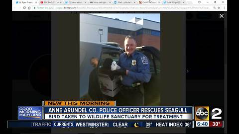 Anne Arundel Co. police officer saves seagull