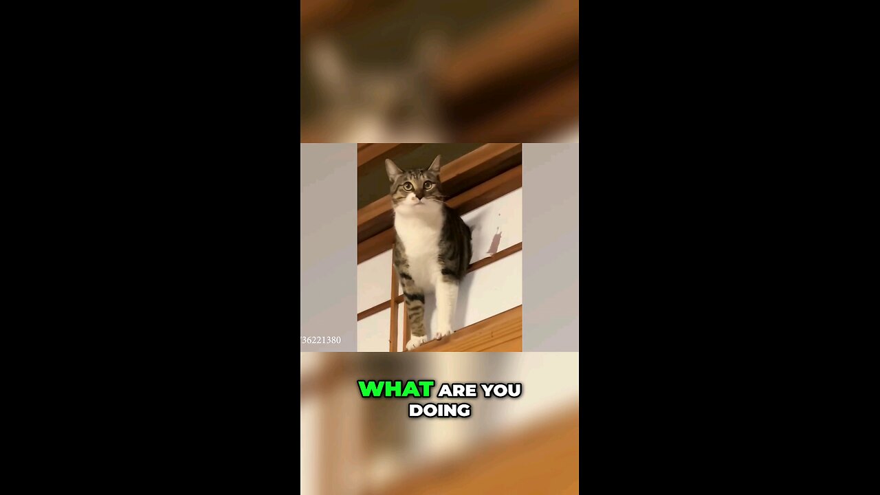 Funny Dogs And Cats Videos