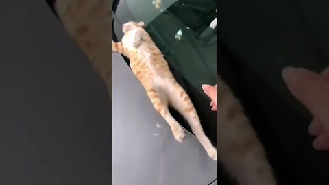 Is that a cat 🐈‍⬛ or a bunny 🐰? 😂 #shorts #shortsvideo