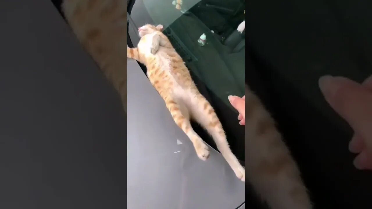 Is that a cat 🐈‍⬛ or a bunny 🐰? 😂 #shorts #shortsvideo