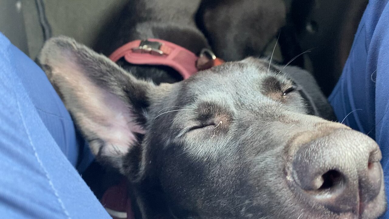 Sleepy Puppy 🥰