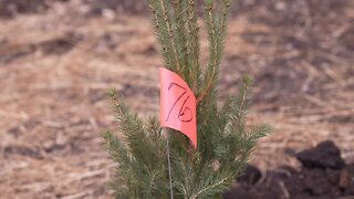 Community comes together to plant trees as a way to address traffic and pollution