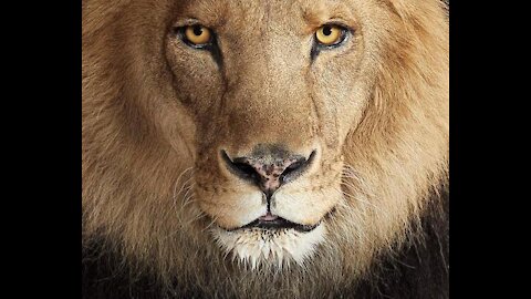 top ten most dangerous animals in the world