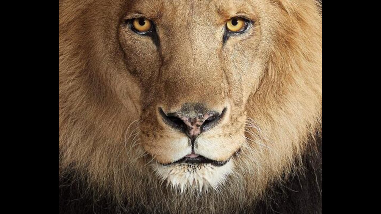 top ten most dangerous animals in the world