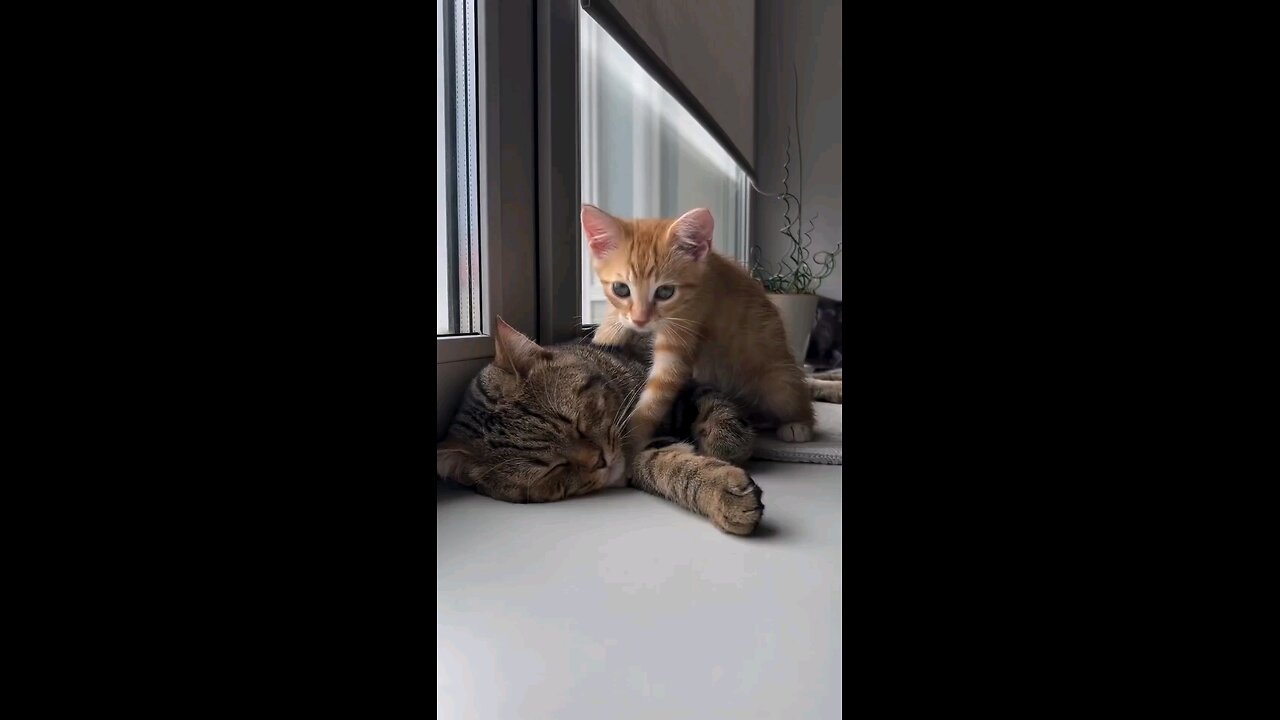 FUNNY CATS. MOST WATCH.