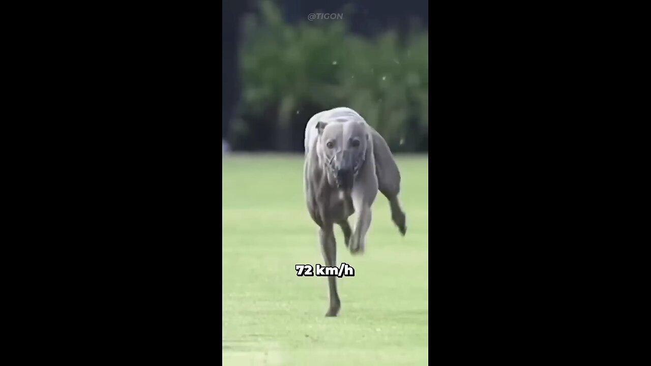 Fastest Animal on Earth