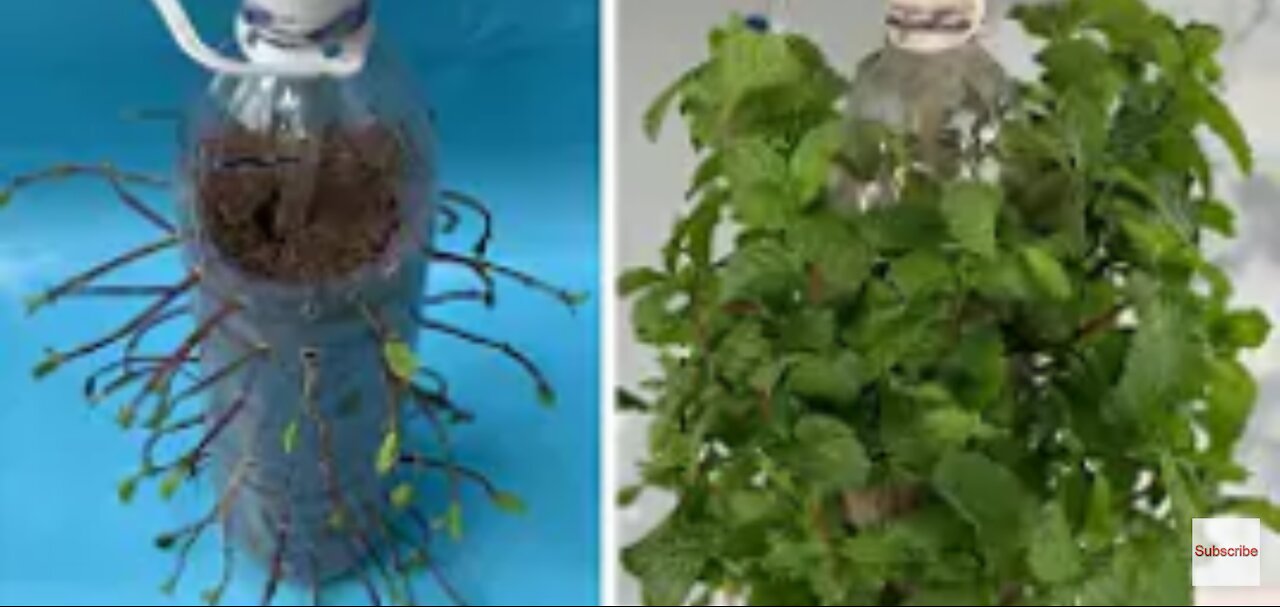 Plant Mint with plastic bottles_HD