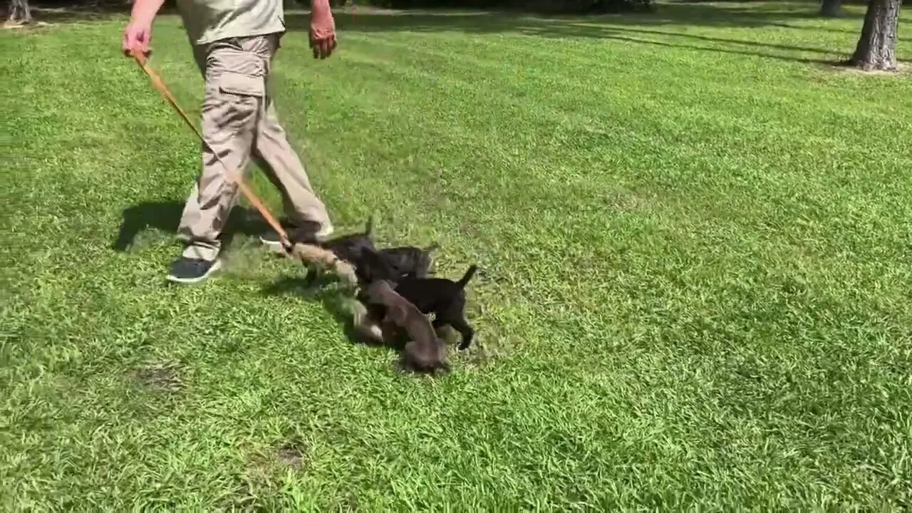 Cobalt x Onyx pups at 6 & 1/2 wks