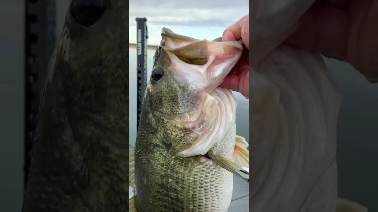 Massive Largemouth Caught on Divine Swimbait #shorts