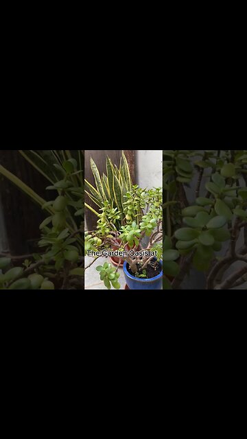 Mediterranean Garden Oasis features Variety of Historical Artifacts