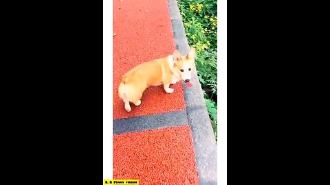 Funny animals 😋😍funny moments 🙂😋