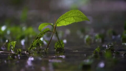 Close Up Shot of Tiny Plant In Rain Storm