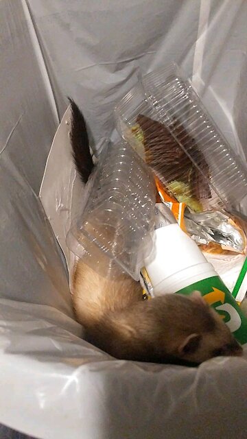 The boy found a new home