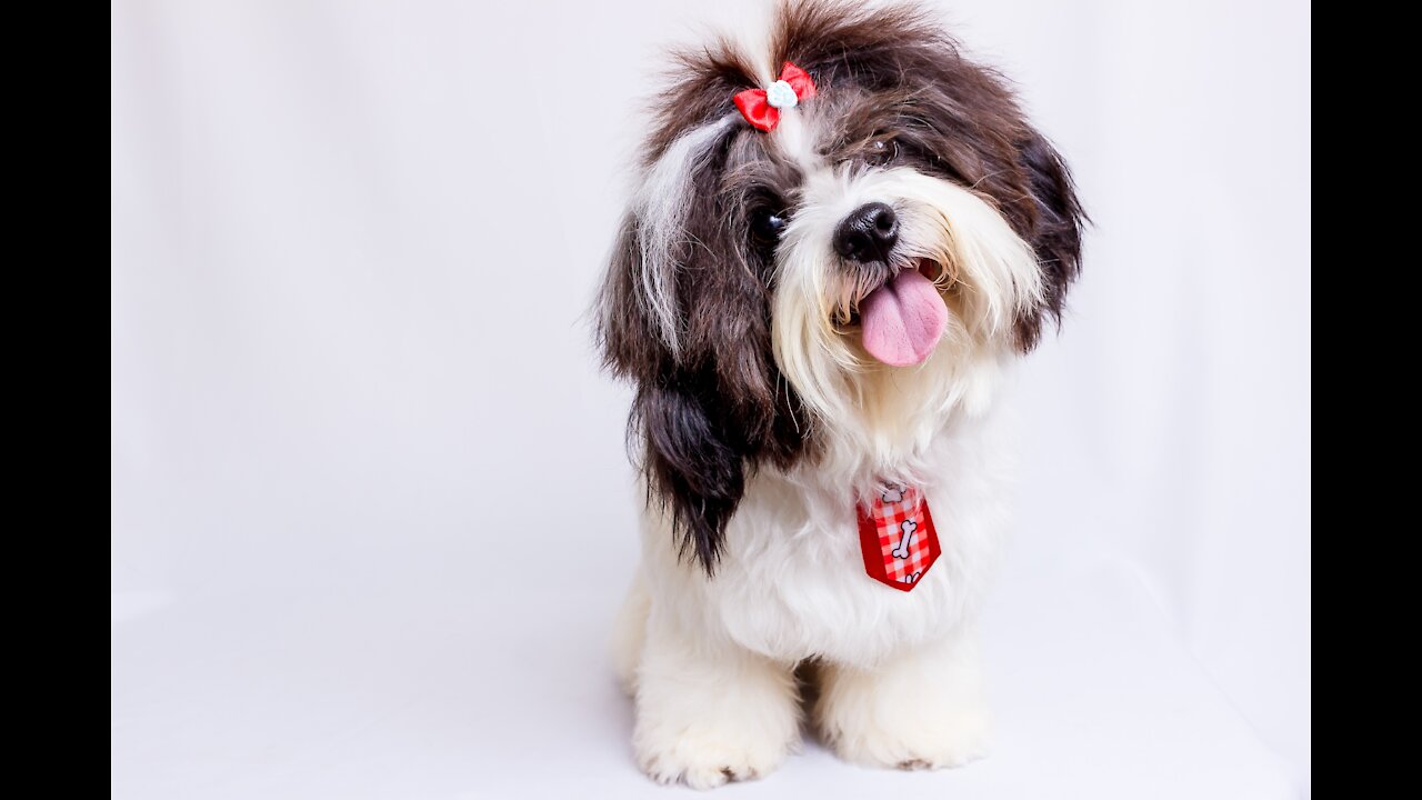 puppies alike very funny 🐶🤗