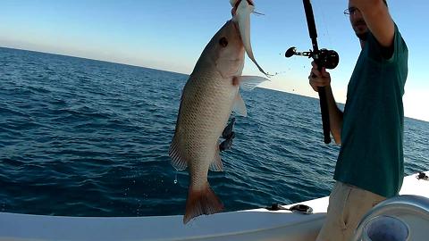 BIG Mangrove Snapper and Yellowtail Snapper | Florida Offshore Bottom Fishing