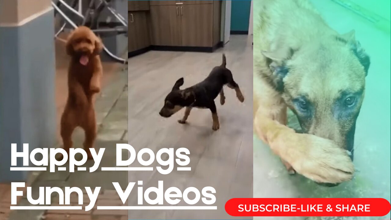 Happy Guy Happy Dog 🐕 😂 - Funny Dogs Videos 2021😂😂