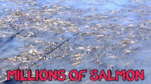 WOW !! MILLIONS of Salmon