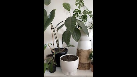 Betty's Avocado Plant Hack