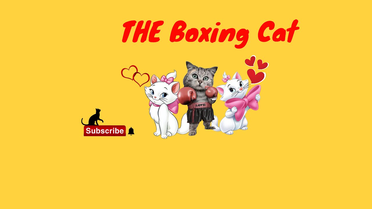 Rumble/ Boxing Cat