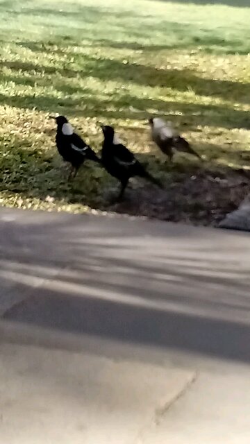Magpie Family Singing at the Courthouse Garden 🥰 Beautiful 🎼🎶