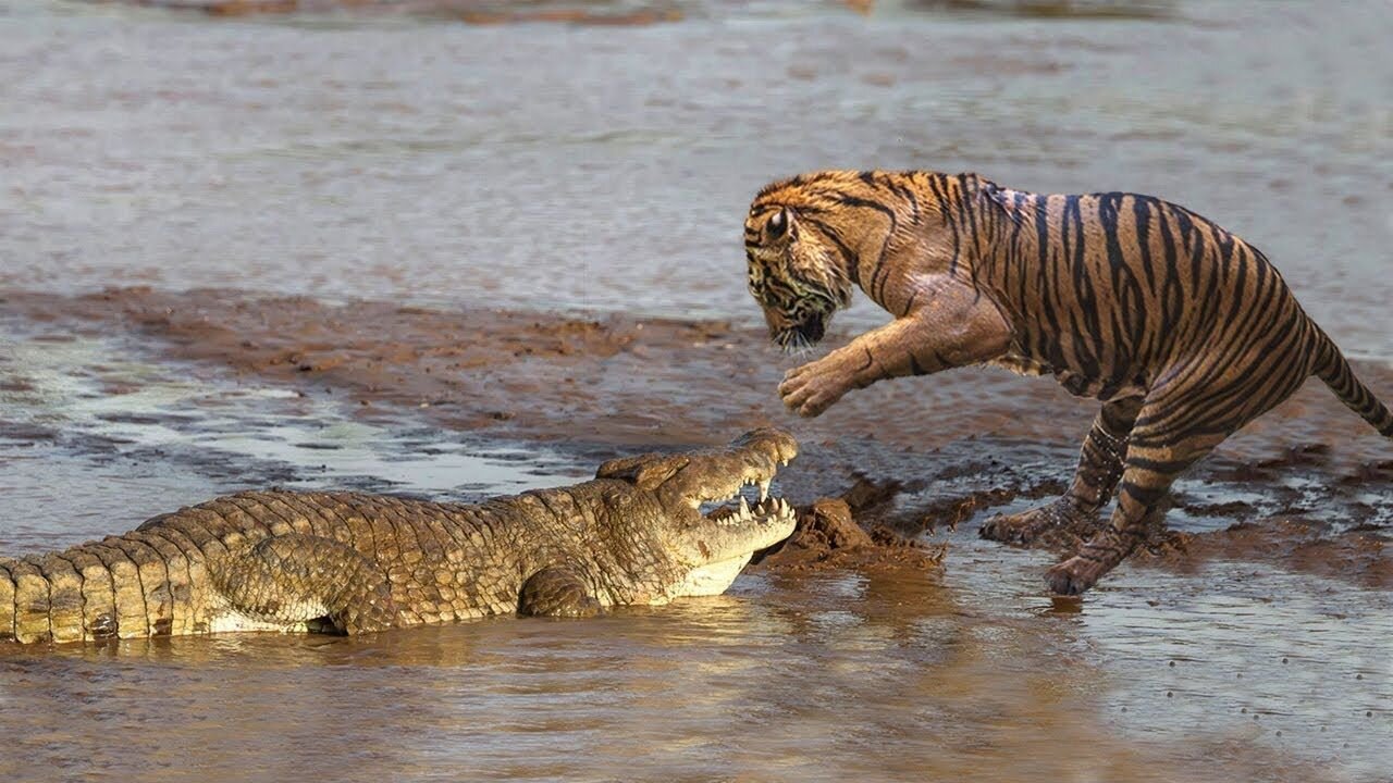 tiger attacking crocodile - Tiger kills Croccodile