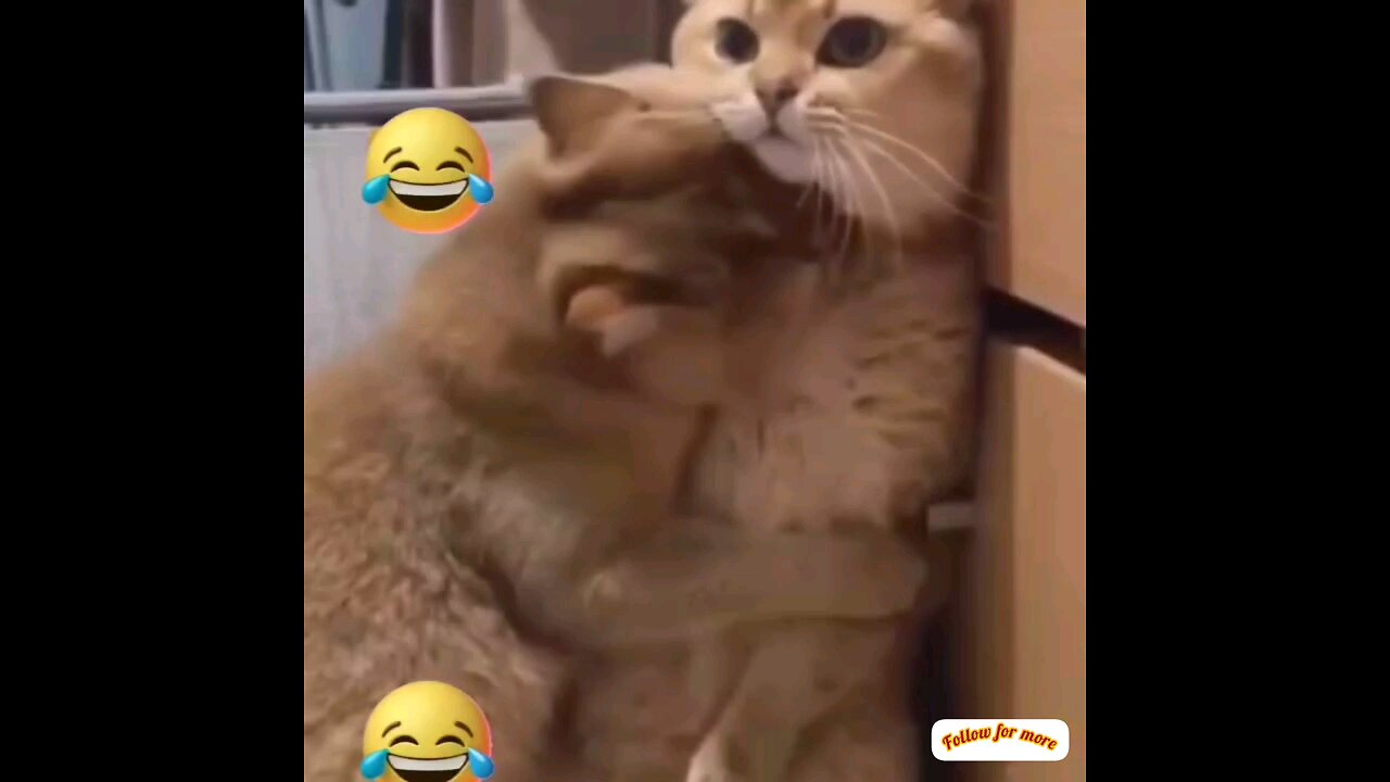 The cat was stunned to see it🤣🤣 trending video